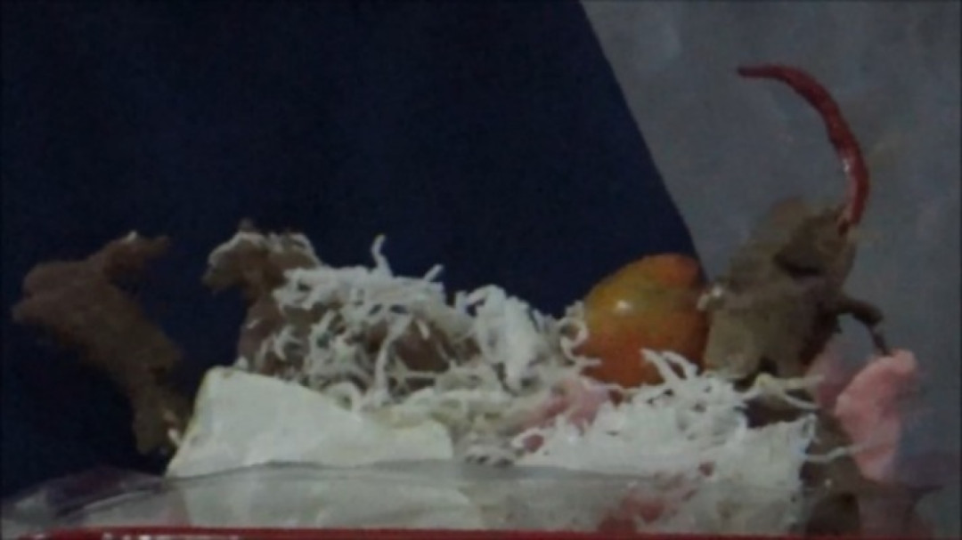 Lelang Singgang Ayam, Tradisi Masyarakat Solok Selatan Saat Ramadan