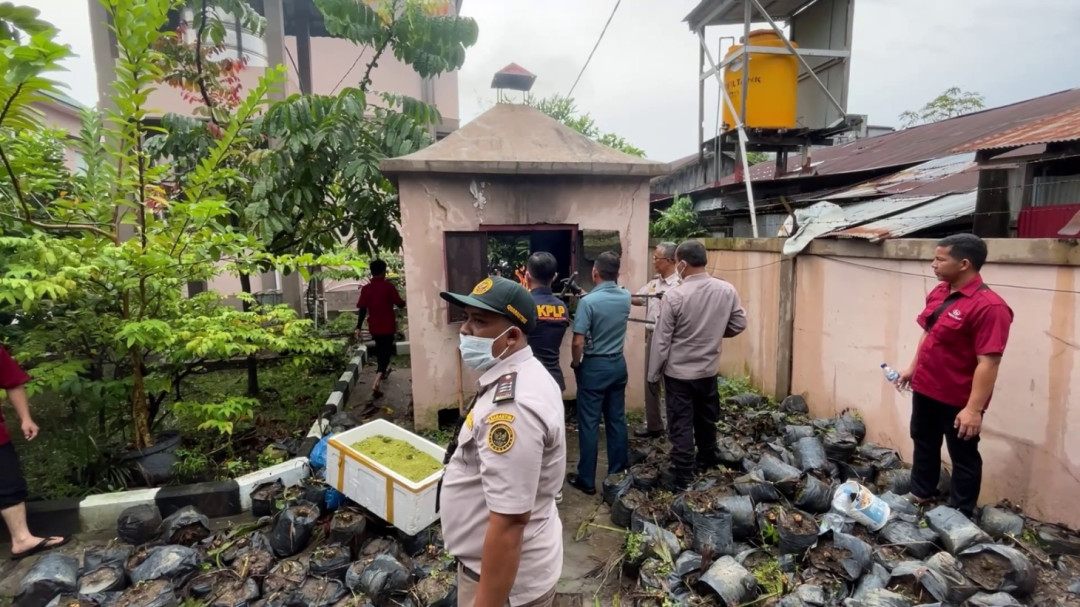 BKHIT Kalsel Musnahkan Ribuan Bibit Sawit dan Telur Belangkas
