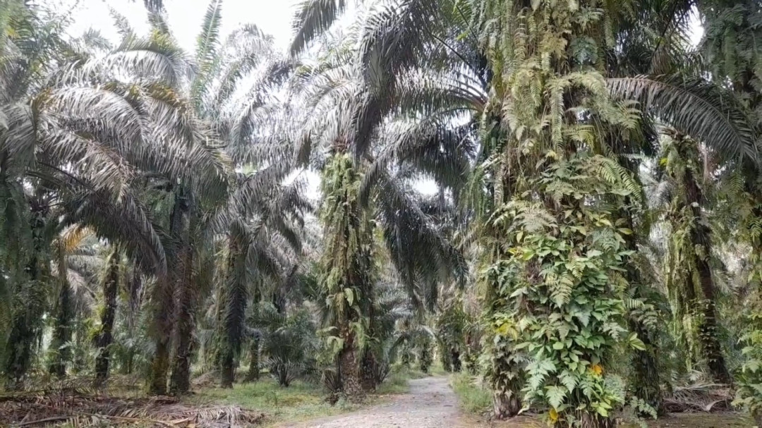 Hasil Panen Menurun, Petani Sawit Keluhkan Harga Anjlok