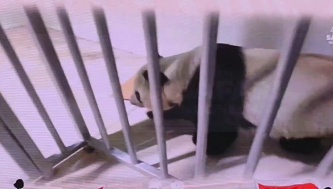 Menhut Sambut Gembira Kelahiran bayi Panda Pertama di Indonesia