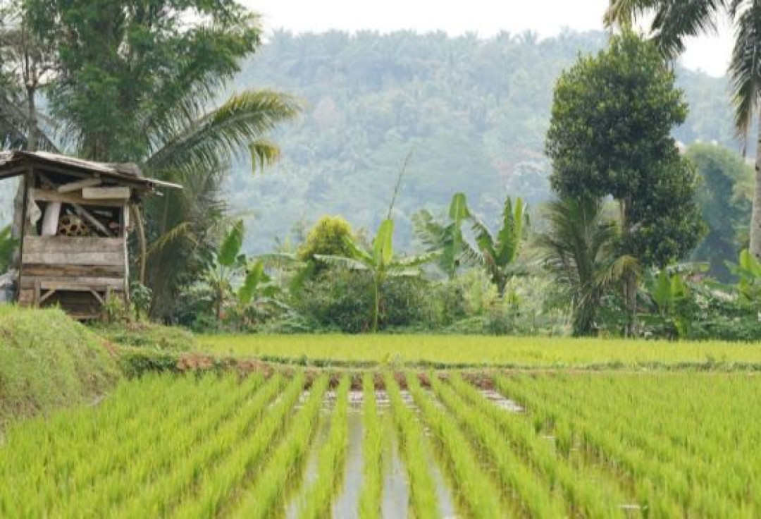 Percepatan Irigasi Perkuat Jalan Indonesia Menuju Swasembada Pangan