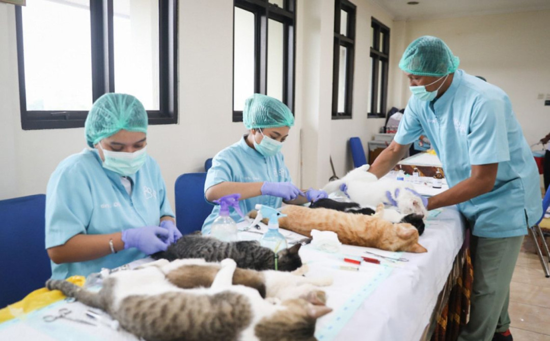Sudin KPKP Jakpus Targetkan Sterilisasi 150 Kucing Jantan Lokal