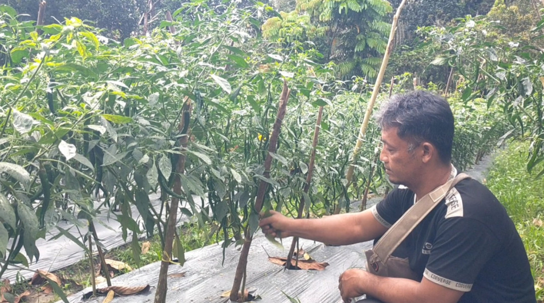 Petani Lokal Lingga Pastikan Ketersediaan Cabai di Awal Tahun 2026