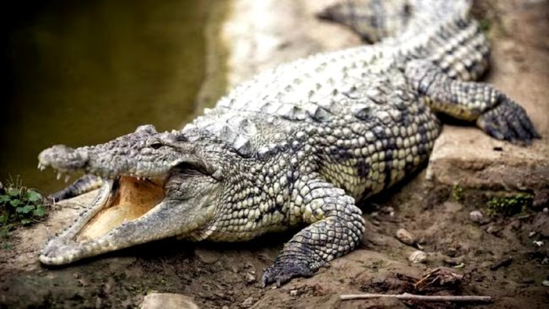 Masyarakat Pandeglang Tangkap Buaya Berukuran 4,5 Meter