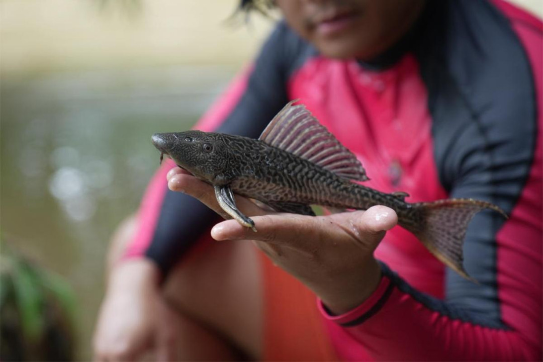 Kadis KPKP DKI Evaluasi Cara Penanganan Ikan Sapu-sapu