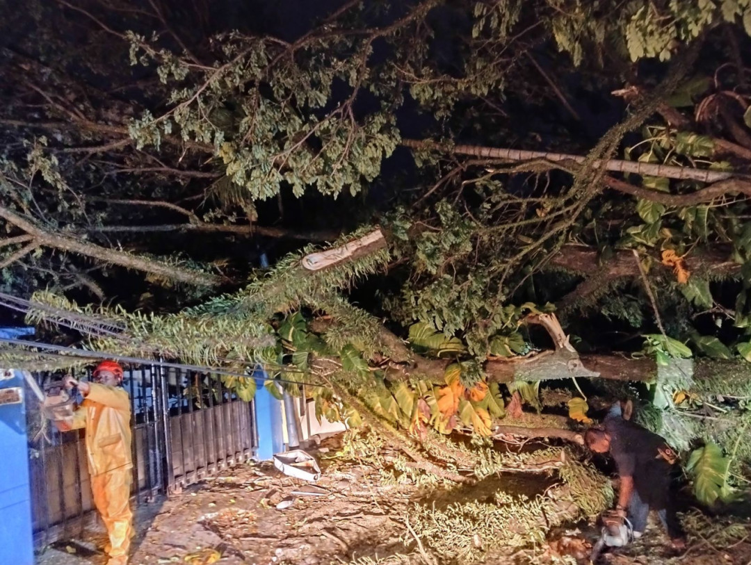 Pohon Tumbang Hambat Akses Jalan di Alai Parak Kopi Padang Timur