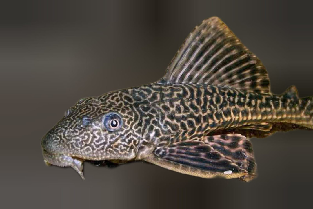 KKP Dorong Revisi Permen untuk Atasi Ledakan Ikan Sapu-Sapu