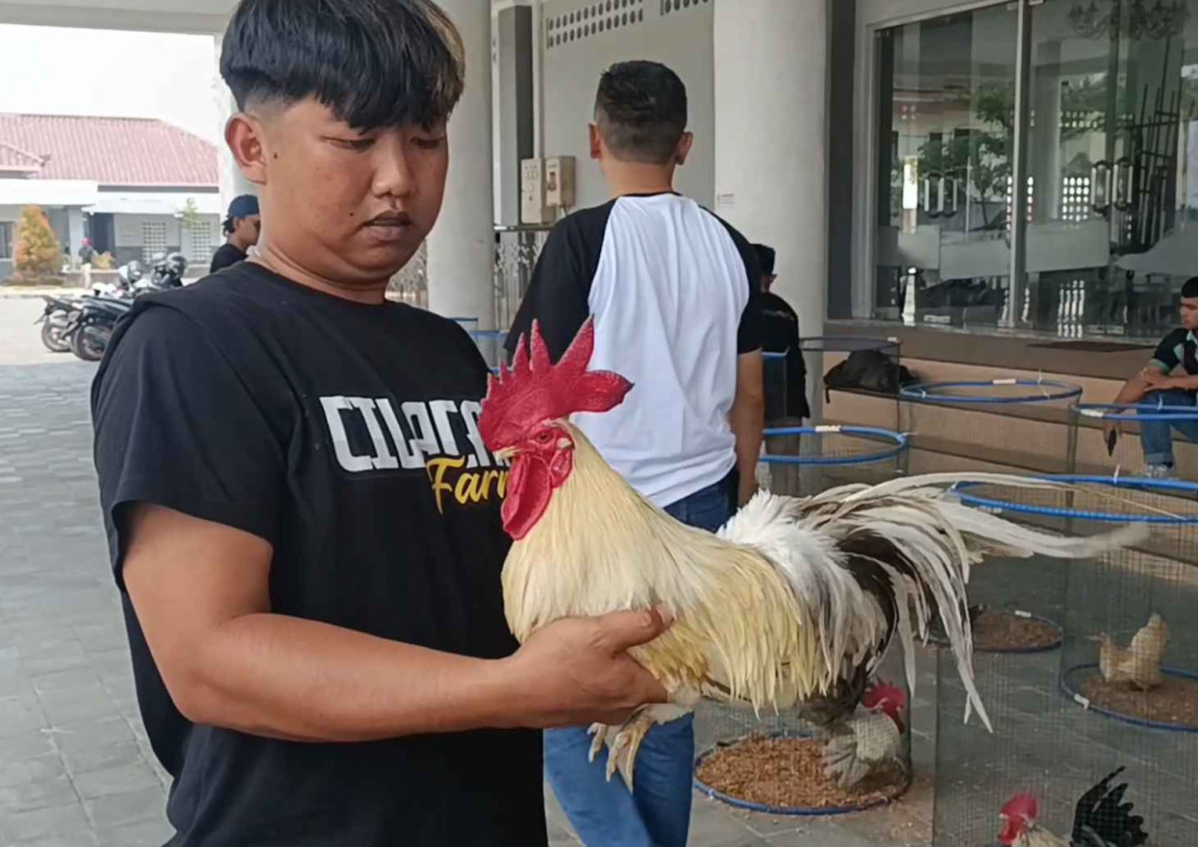 Puluhan Ayam Kate Hias Ramaikan Kontes di Kulonprogo
