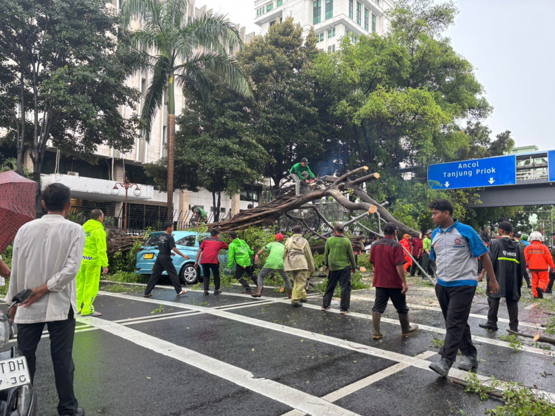 Pohon Tumbang di Depan Gedung Kemenkeu, Lalu Lintas Dialihkan