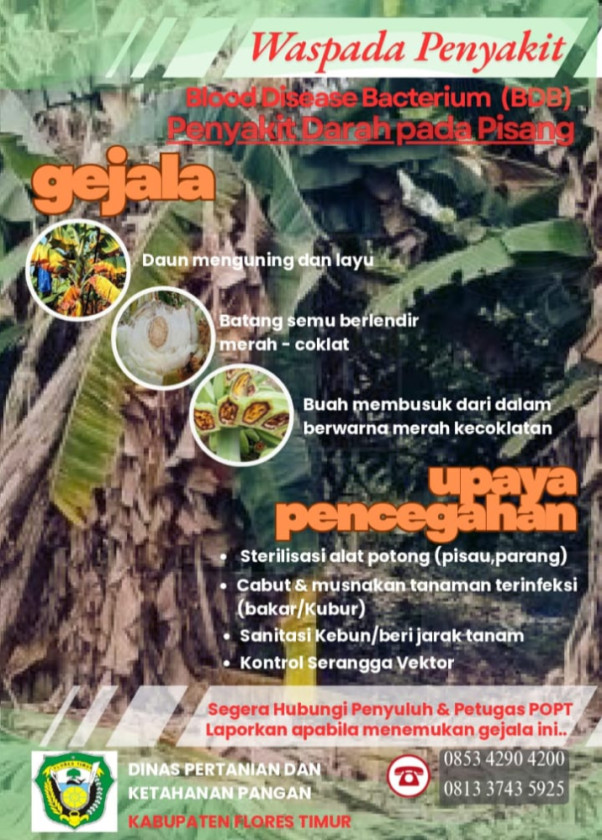 Wabah Penyakit BDB, Sejumlah Desa di Flores Timur Terancam Gagal Panen