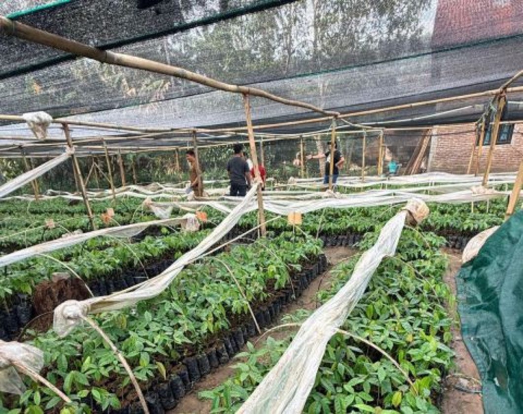 Polbangtan Manokwari Dorong Tanam Cerdas Hadapi Iklim Ekstrem