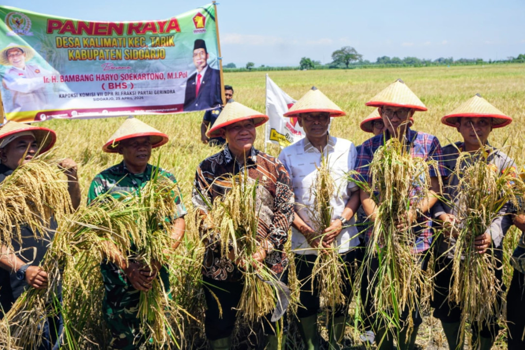 ‎Harga Gabah Naik, Panen Raya Sidoarjo Perkuat Ketahanan Pangan