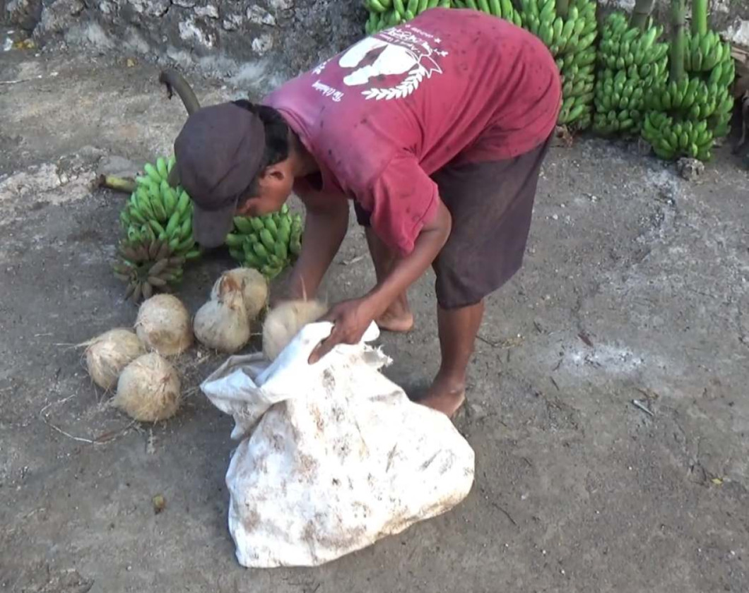 Harga Melonjak, Petani Pesisir Panggang Gunungkidul Raup Untung dari Penjualan Kelapa Butiran