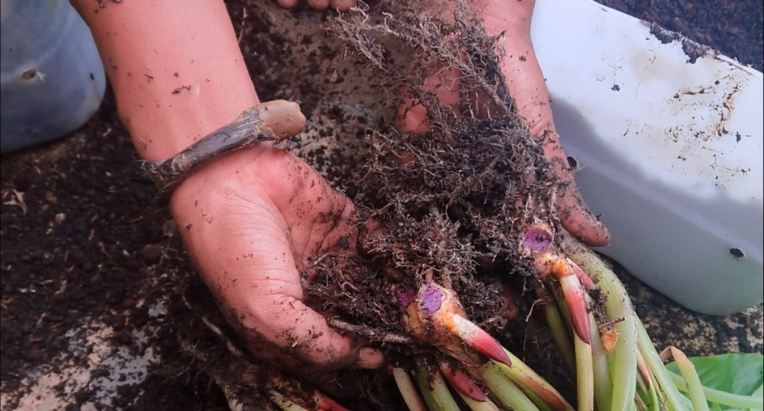 Budidaya Kunyit Hitam, Potensi Bisnis yang Menjanjikan di Masa Pandemi