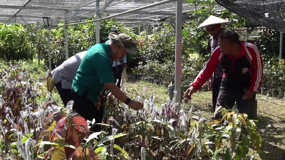 Sultra Terima Bantuan Bibit Rp200 Miliar, Dorong Penguatan Sektor Perkebunan