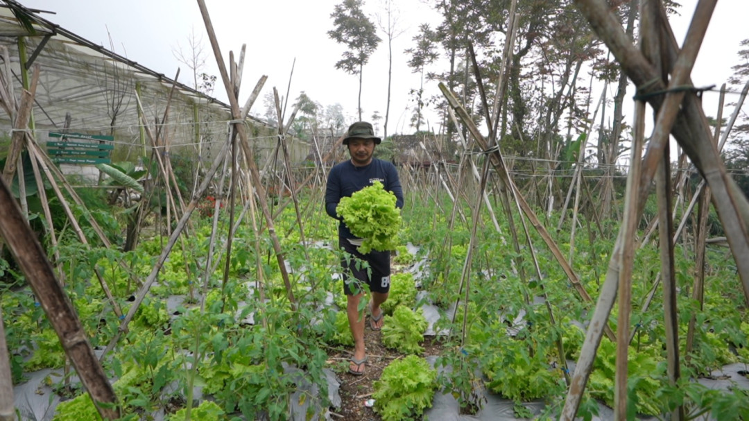 Petani Sayur Boyolali Temukan Harapan Baru Lewat MBG