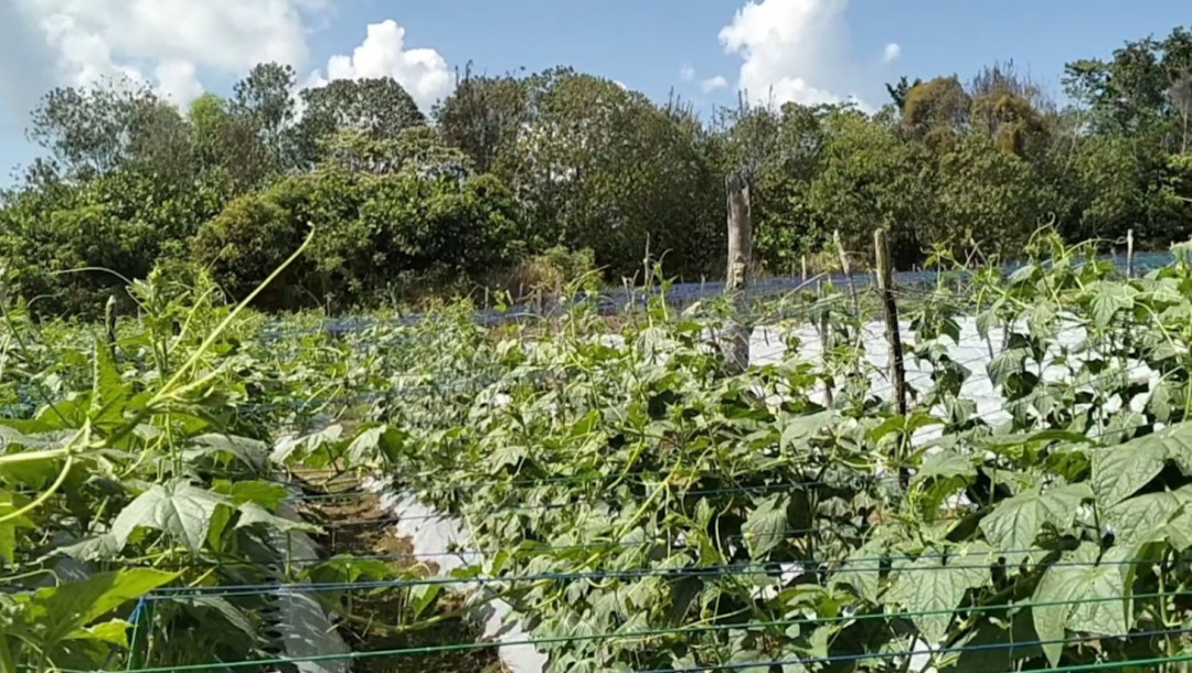 Dari Kebun Sederhana, Topang Ketahanan Pangan Lokal