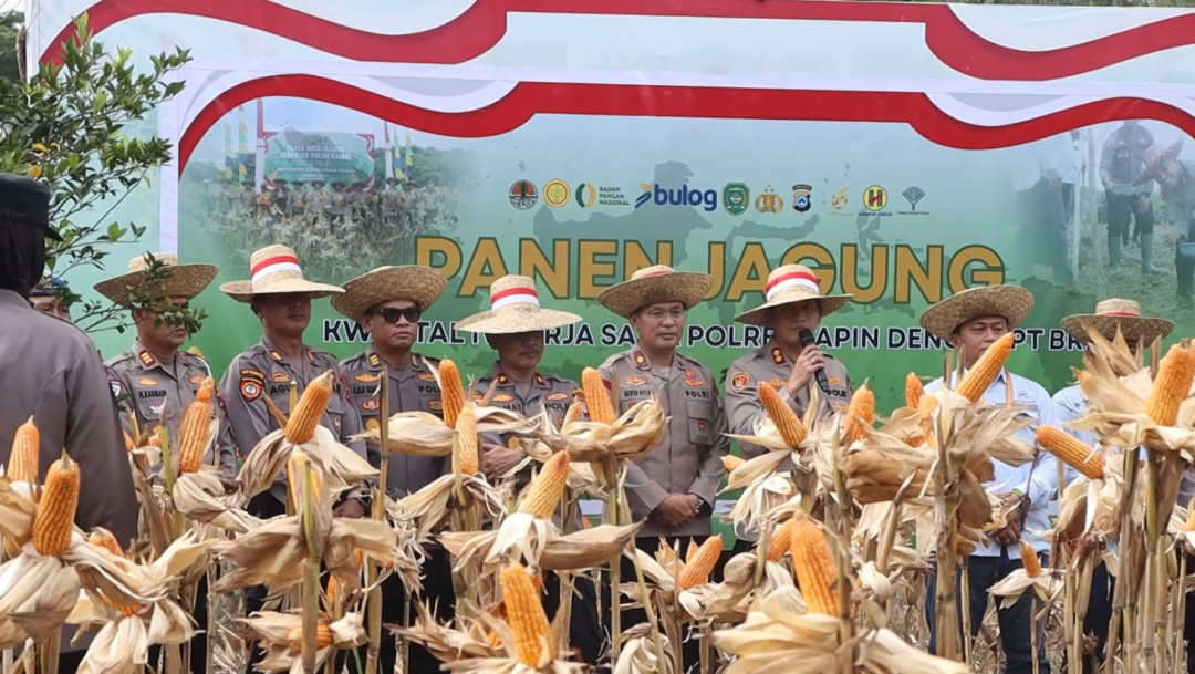 Polres Tapin Panen Perdana Jagung, Lahan Terbengkalai Disulap Jadi Aset Produktif
