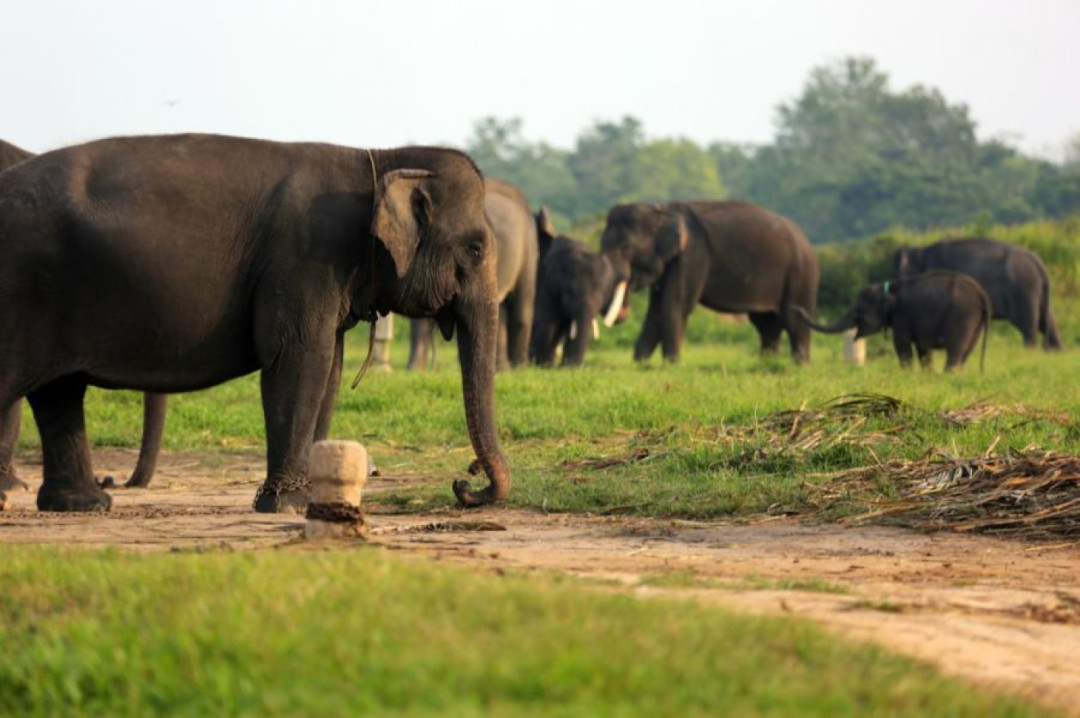 Pagar Way Kambas Dibangun, TNI Turun Tangan Redam Konflik Gajah–Warga