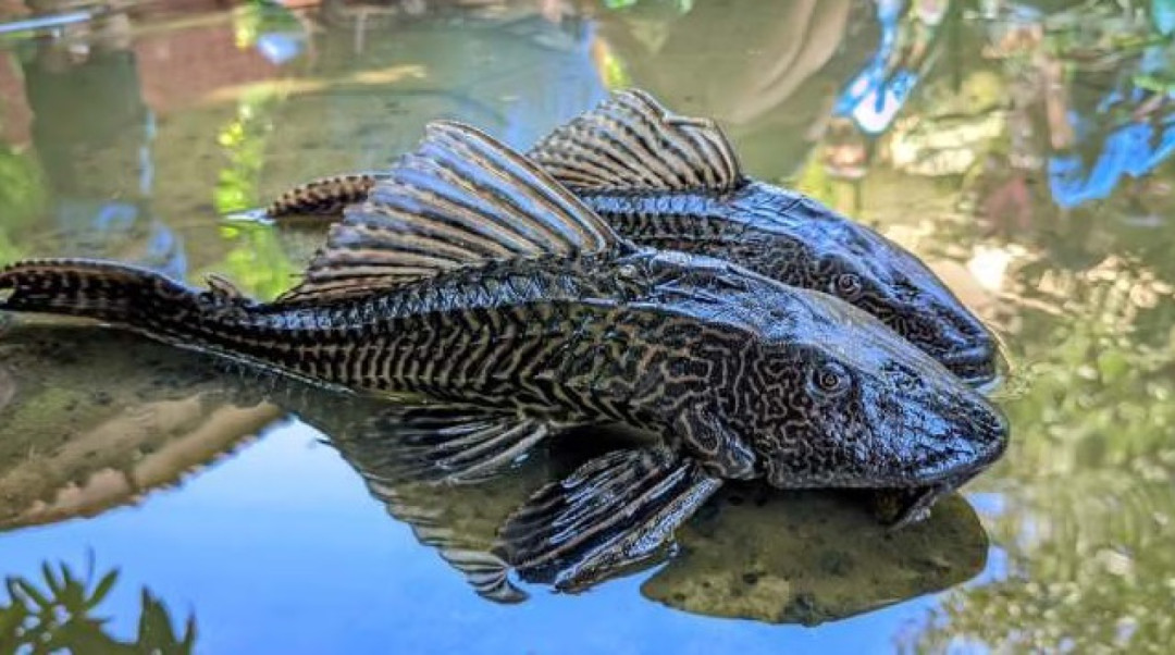 KPKP DKI: Ikan Sapu-Sapu Dipastikan Mati Sebelum Penguburan