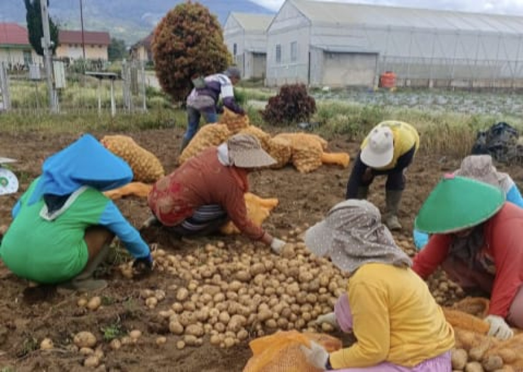 Produktivitas Kentang Kerinci Naik 8,76 Persen, Kementan Dorong Hilirisasi