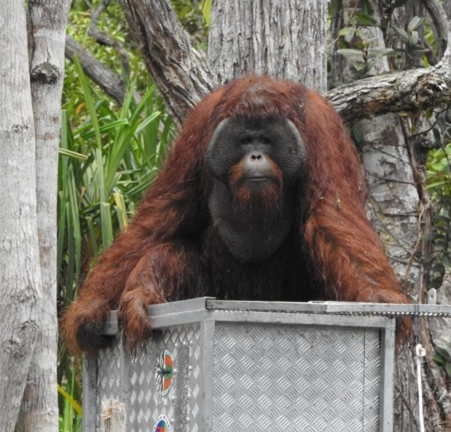 BKSDA Kalteng Berhasil Lepasliarkan Maxi dan 12 Orangutan di TN Tanjung Puting