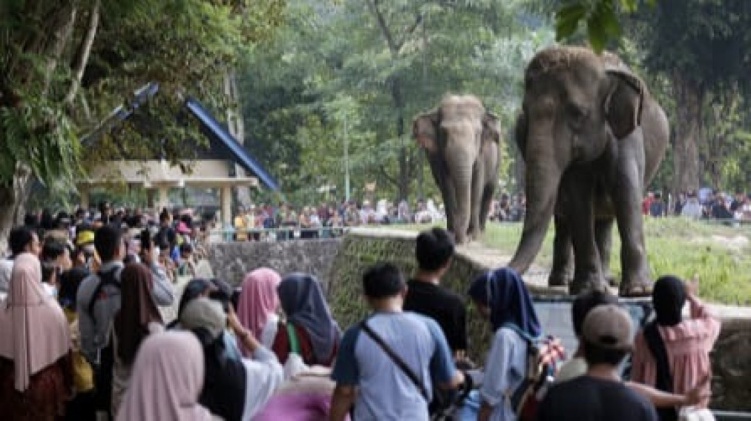 Libur Natal, Pengunjung Taman Margasatwa Ragunan Tembus 50 Ribu