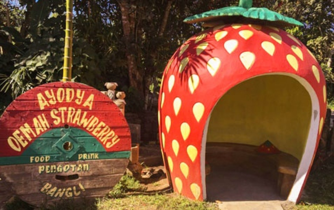 Wisata Petik Stroberi di Bangli Bali