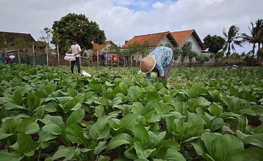 Harga Sawi Anjlok Jadi Rp800 per Kilogram, Petani Merugi