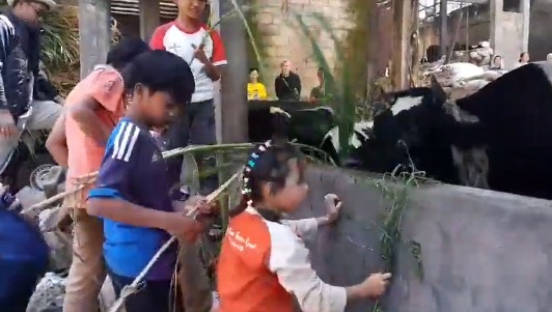 Libur Nataru, Anak-Anak Puncak Bogor Belajar Memeras Susu Sapi Secara Gratis