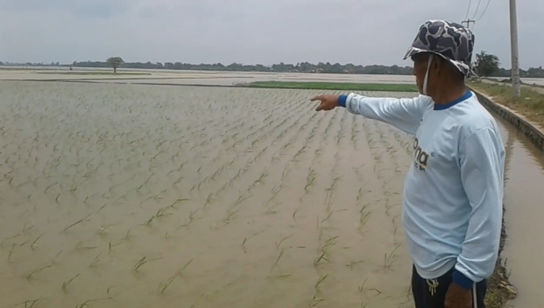 Ratusan Hektar Tanaman Padi di Pantura Subang Terendam