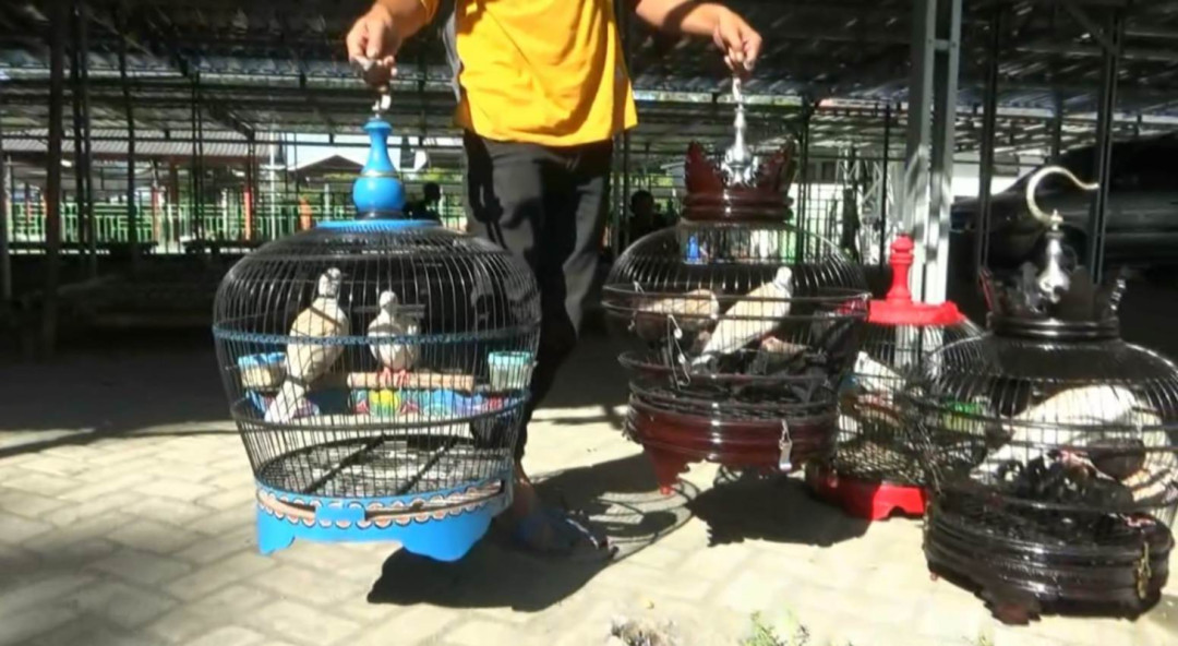 Puter Pelung, Burung Endemik Yang Miliki Banyak Suara Khas