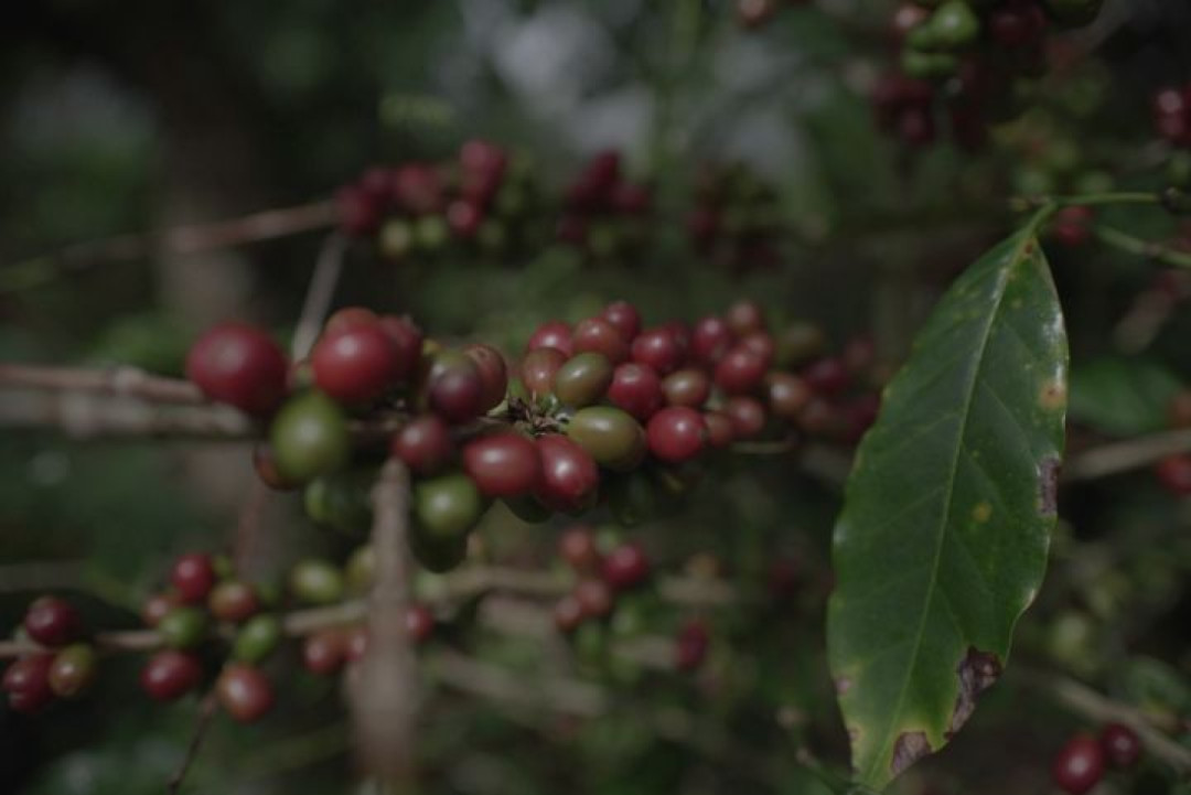 Kementan Genjot Hilirisasi Perkebunan, Anggarkan Rp9,5 Triliun