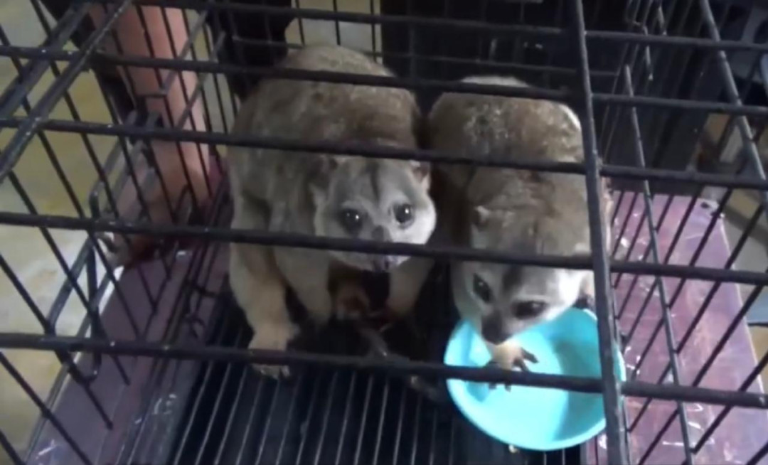 Hampir Punah, 2 Kuskus Kerdil Sulawesi Dievakuasi dari Rumah Warga di Sangihe