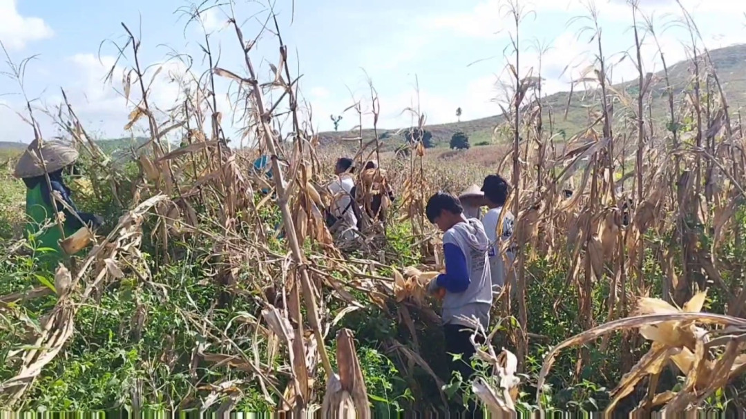 Produksi Jagung Kabupaten Sumbawa Terus Meningkat