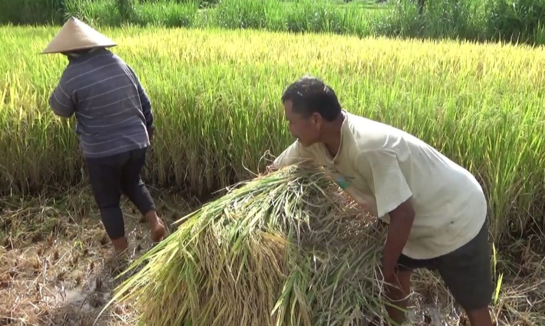 Dinas Pertanian Gunungkidul Petakan Wilayah Rawan Kekeringan