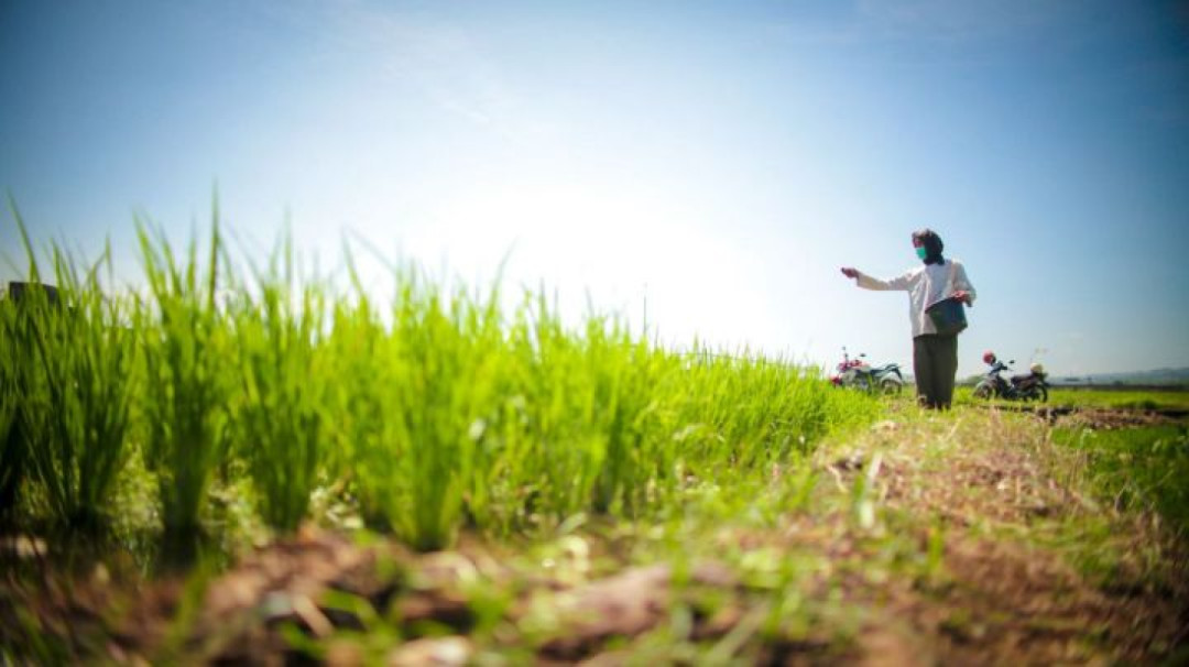 Kinerja Pertanian Menguat, Ekspor Naik dan Impor Turun