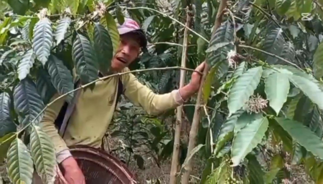 Cuaca Buruk, Petani Kopi di Empat Lawang Alami Gagal Panen