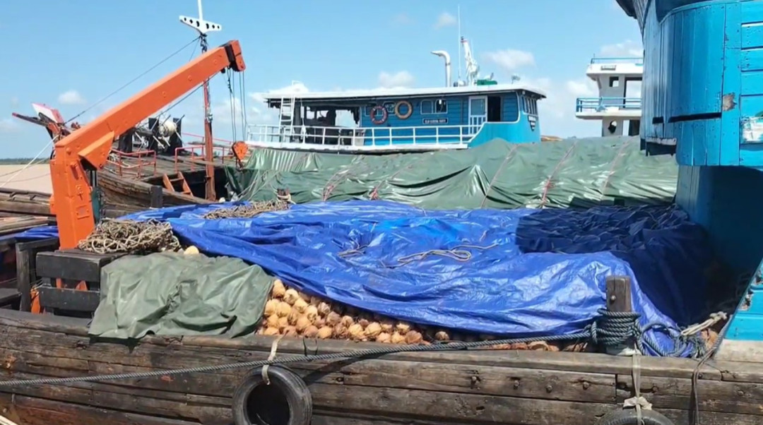 Nipah Panjang Tembus Pasar Global, Ekspor Kelapa ke Malaysia