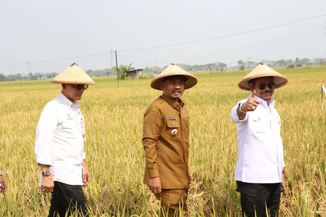 Akibat El Nino, Mentan Prediksi Produksi Beras Bakal Anjlok hingga 1,2 Juta Ton