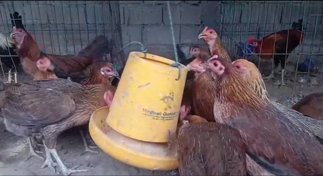 Bone Bolango Terima Program Hilirisasi Ayam Terintegrasi Nasional Tahap Awal