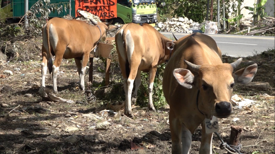 Masuk Zona Hijau PMK, Dinas Pertanian: Masyarakat Maluku Tak Perlu Khawatir Konsumsi Daging Sapi