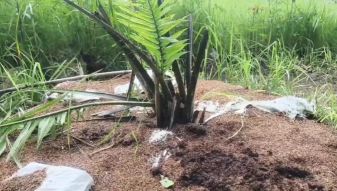 Pemkab Cirebon Perintahkan Pemusnahan Sawit Ilegal di Bukit Cigobang