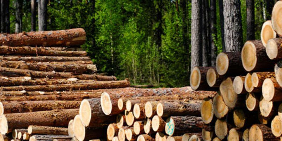 Kayu Jati: Keindahan dan Manfaat yang Mendalam