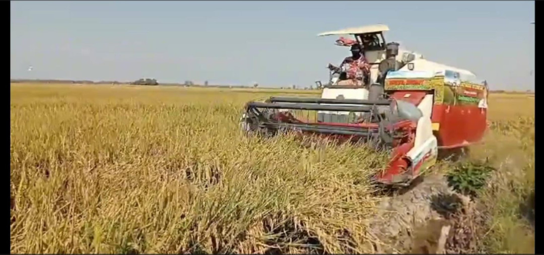 Produksi Padi Kabupaten Bojonegoro Capai 866 Ribu Ton, Masuk Tiga Besar Penghasil Gabah Terbanyak di Jawa Timur