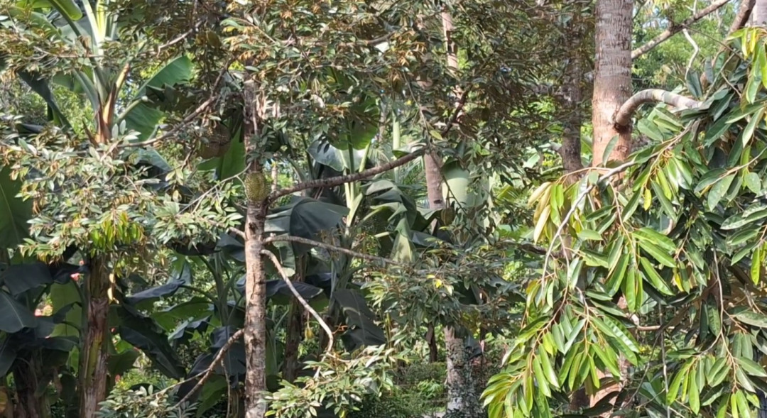 Sukses Tanam Durian di Dataran Rendah, Warga Temon Kulonprogo Buktikan Kemungkinan Baru