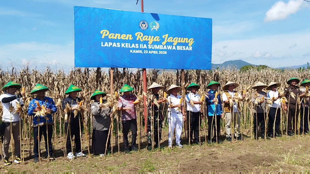Dukung Ketahanan Pangan Nasional, Lapas Sumbawa Panen Jagung 15 Hektare