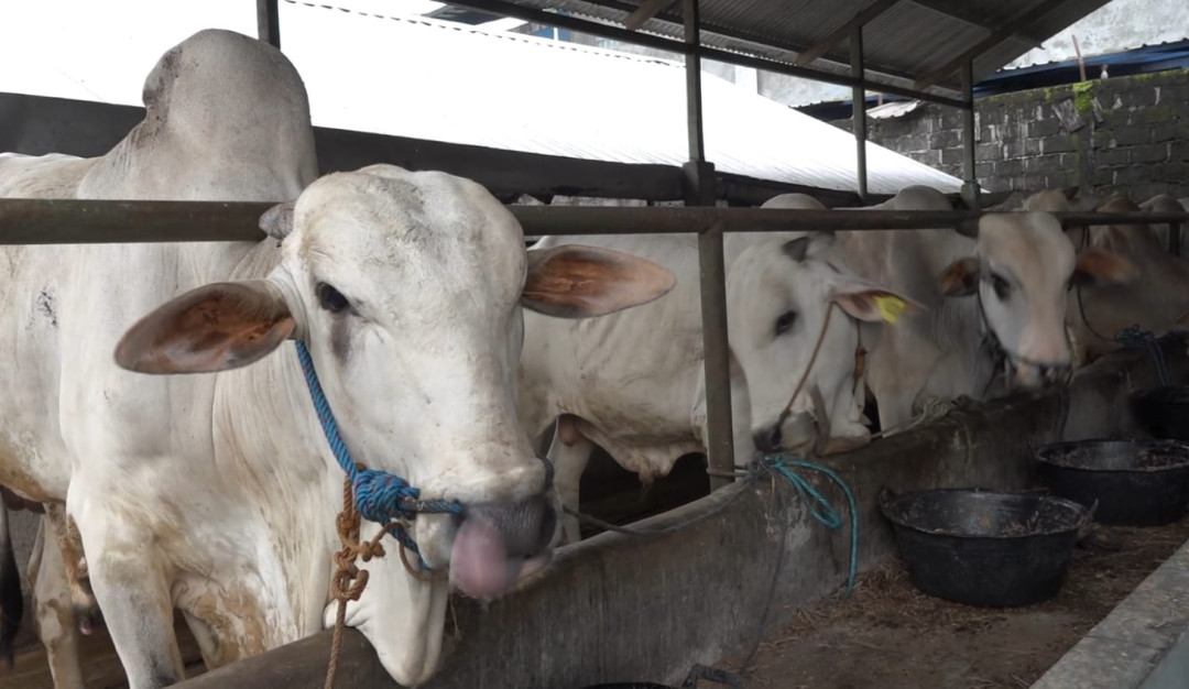 Jelang Idul Adha, Permintaan Hewan Kurban di Sleman Turun