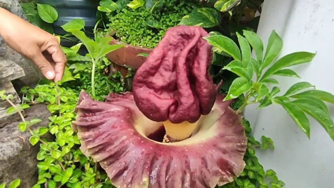 Bunga Bangkai Jenis Suweg Muncul di Pekarangan Warga Ampenan