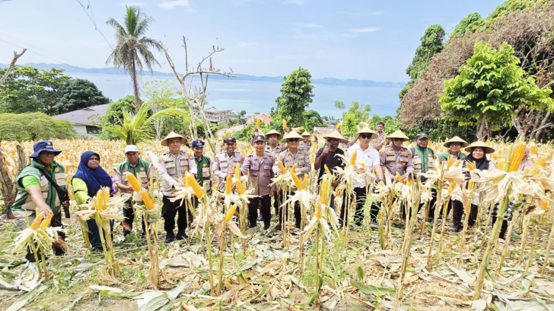 Polsek Fakfak Gelar Panen Jagung Hibrida di Sejumlah Lahan Binaan